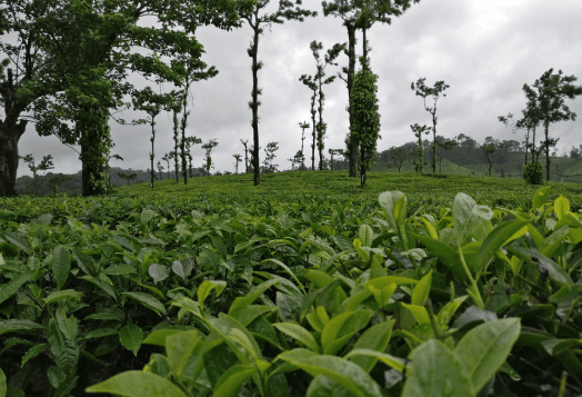 Lush green tea or coffee plantations in Coorg, with sparse trees and a cloudy sky, showcasing the region's famous landscape