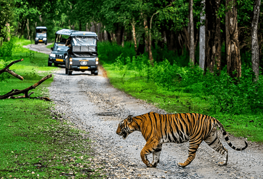 A Bengal tiger crosses a dirt road in Kabini National Park, with safari jeeps in the background