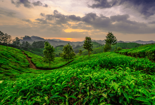 10 Best Places to Go in Monsoon in India for a Magical Rainy Season Trip