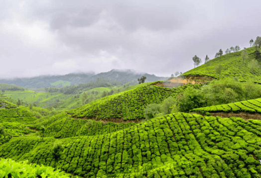 A landscape photo of a tea plantation in Wayanad, Kerala, with green hills and a cloudy sky