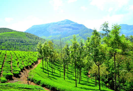 A landscape photo of a tea plantation in Munnar, Kerala, with lush green hills and trees under a clear blue sky