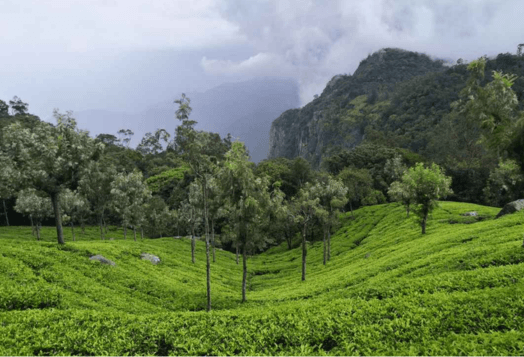 A landscape photo of a tea plantation in Ooty, Tamil Nadu, with a green valley, trees, and a mountain under a cloudy sky