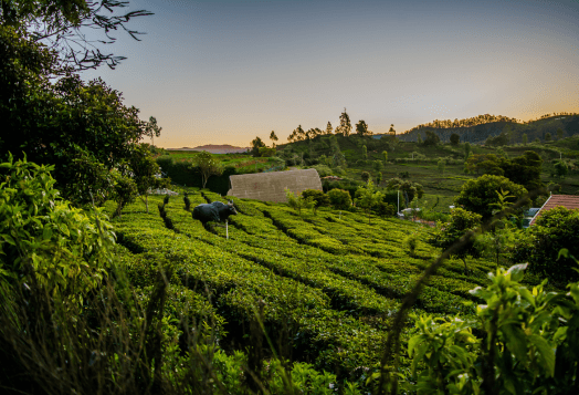 A landscape photo of a tea plantation in Ooty, Tamil Nadu, with a green valley, trees, and a mountain under a cloudy sky