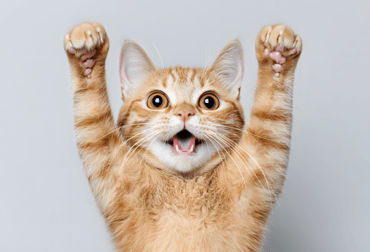 Want Your Cat to Live Longer? Learn the Average Life Expectancy of a Cat 