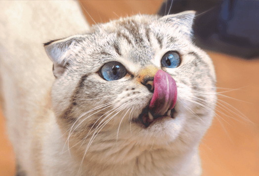 A cat with blue eyes licking its nose
