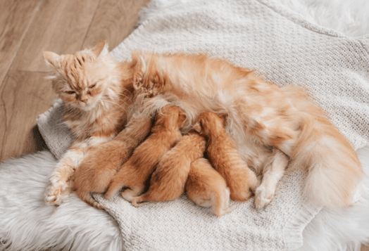 Cat Pregnancy Symptoms: How to Tell If Your Cat Is Expecting