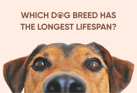 Which Dog Breed Has the Longest Lifespan? Top 10 Breeds Revealed