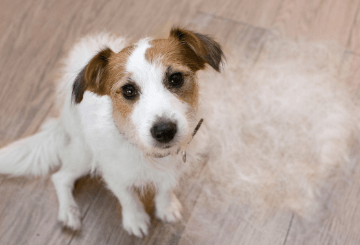 Why Is My Dog Losing Hair? 7 Possible Reasons and Solutions