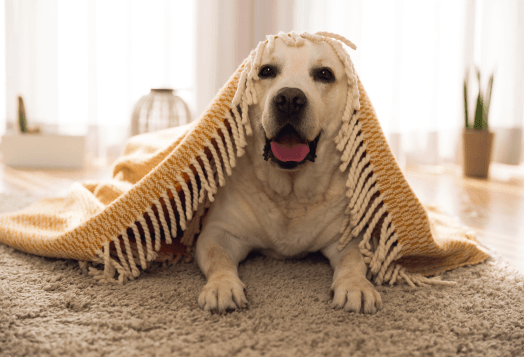 Top 10 Dog Breeds Perfect for Indian Homes