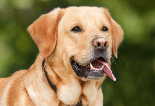 Here Are India’s Top 5 Favourite Dog Breeds