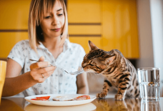 What Do Cats Eat and Avoid in Human Food