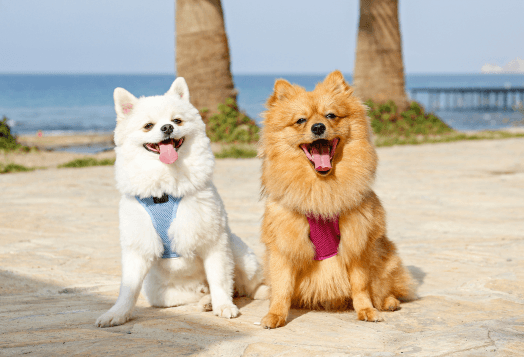 Tiny Dog, Big Costs? Breaking Down the Pomeranian Price in India