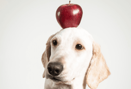 Simple Healthy Diet for Dogs with Safe Human Foods