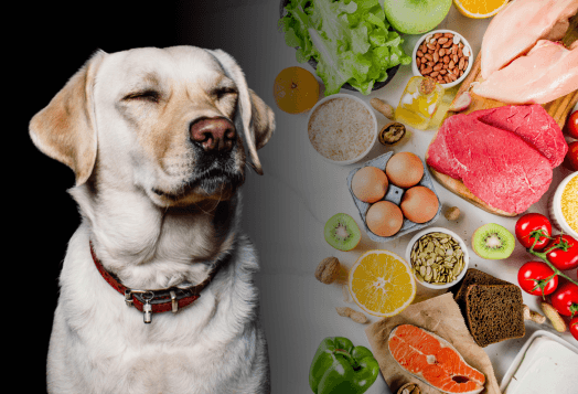 Simple Healthy Diet for Dogs with Safe Human Foods
