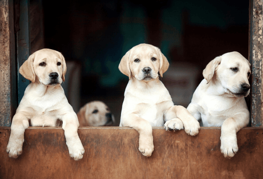 Labrador Dog Price in India Might Surprise You