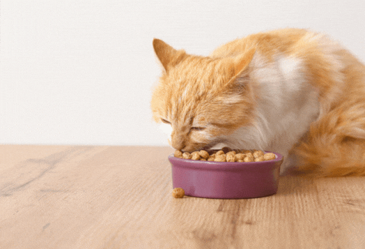 An orange and white cat eating dry food from a purple bowl