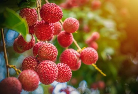 Cluster of ripe lychees on a branch