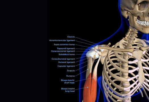 Human shoulder anatomy