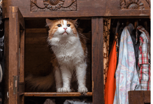 An orange and white fluffy cat sitting in an open wooden wardrobe