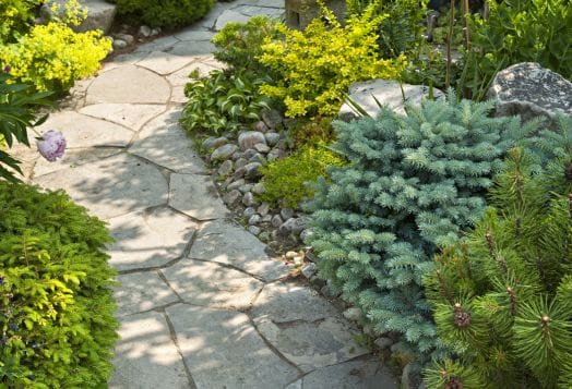 Stone path through conifer garden