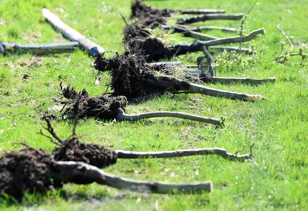 In the &#8216;Garden of England&#8217;, loss-making orchards are cut down