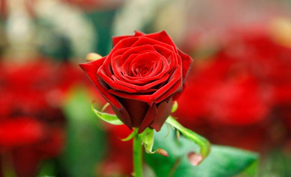 Love in a time of inflation: how much will Valentine&#8217;s Day set you back?