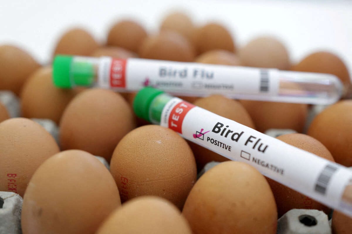 Poland, EU&#8217;s biggest poultry producer, reports bird flu outbreak