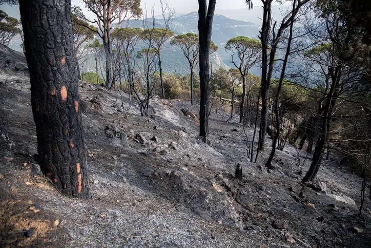 Dryad’s Silvanet detects unauthorized Wildfire in Lebanon in 30 Minutes, prompting timely response and resolution