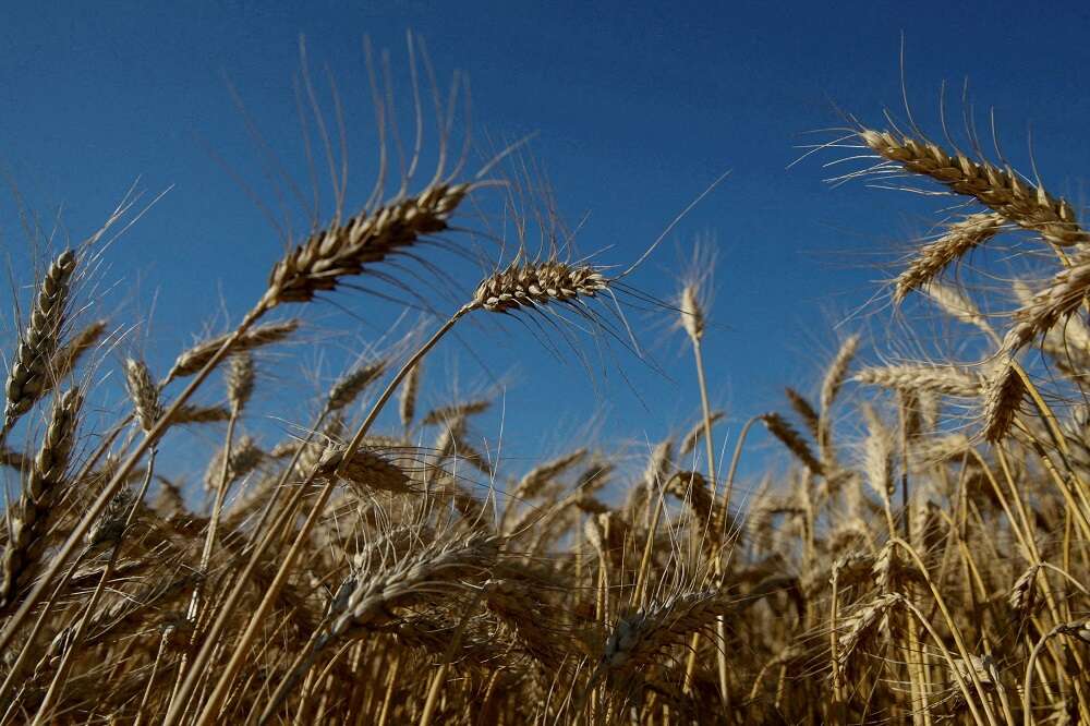 Ukraine&#8217;s giant seed bank at risk of being lost as war rages