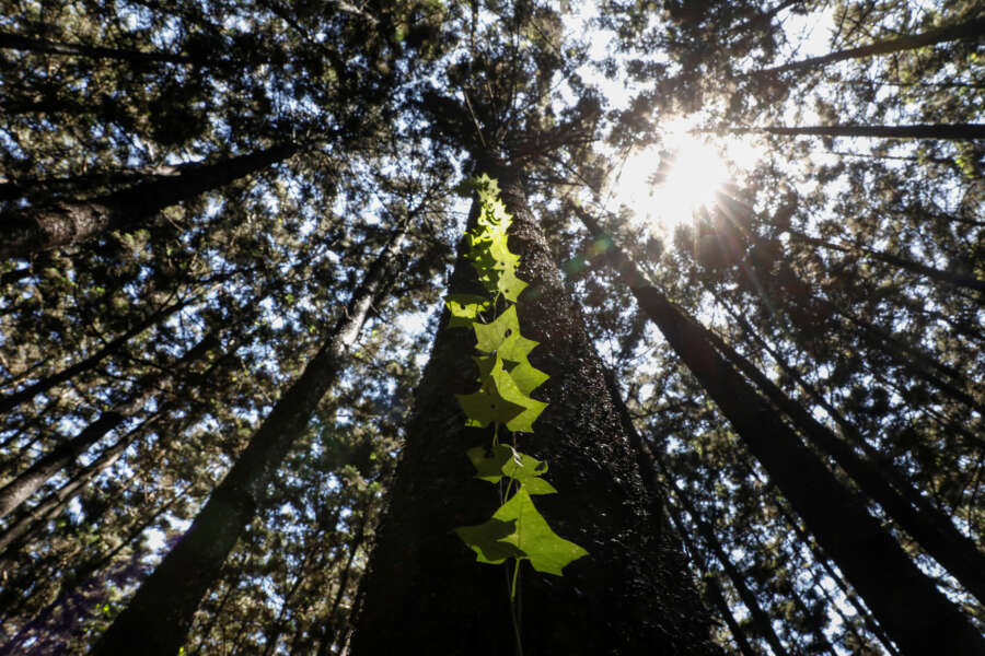 Fund nature protection now or face huge losses, says World Bank