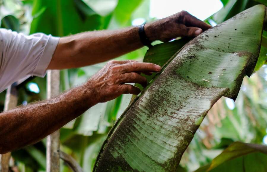 Farmers despair as volcano ravages La Palma&#8217;s banana crop