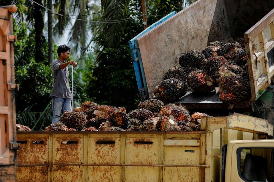 Indonesia&#8217;s palm oil export ban seen short-lived on limited storage