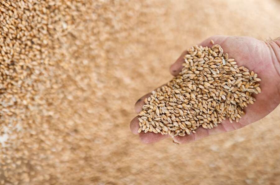 French wheat protein slips further in latest harvest results