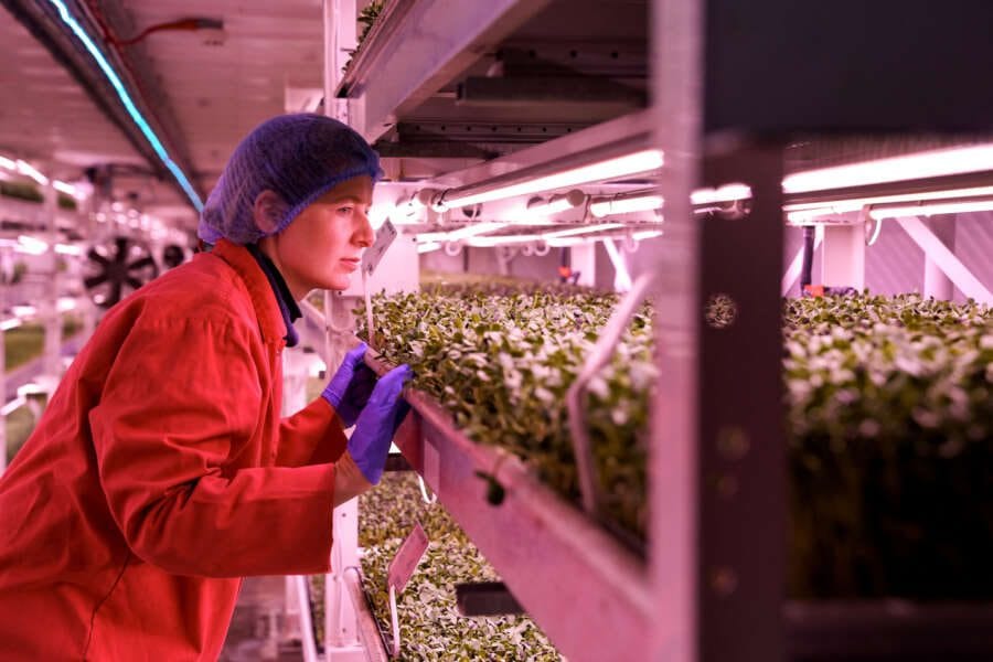 Food of the future: London air raid shelter to underground farm
