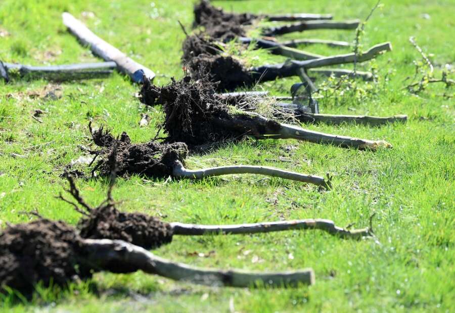 In the &#8216;Garden of England&#8217;, loss-making orchards are cut down