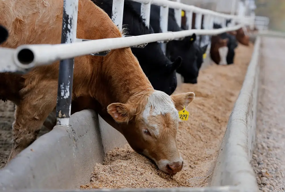 Analysis-What&#8217;s the beef? Canada talks stall as Britain toughens trade approach