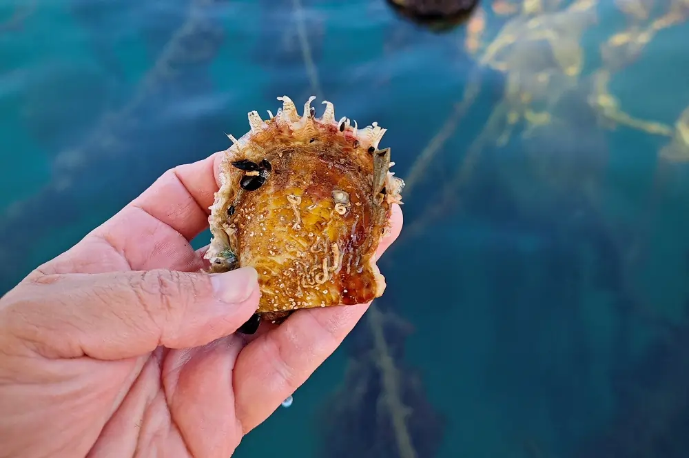 Italy oyster farmers dream of pearls from warming Mediterranean