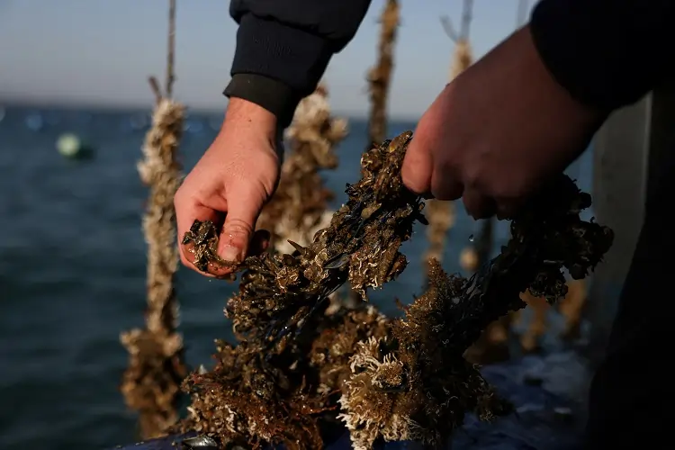 Greece&#8217;s mussel harvest wiped out by warming seas