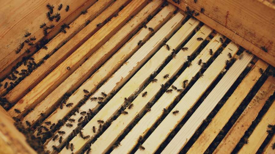 Bee Buzzing Therapy &#038; Stress-Soothing Honey &#8211; The Scottish Bee Company Celebrates Our Sweetest Natural Resource This Mental Health Month