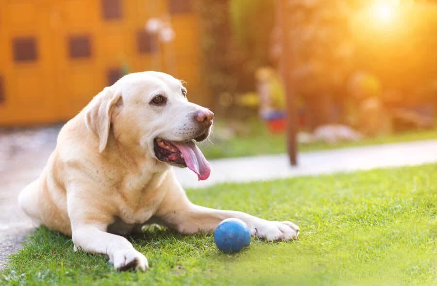 Arden Grange launches Rescue Charity Giveaway