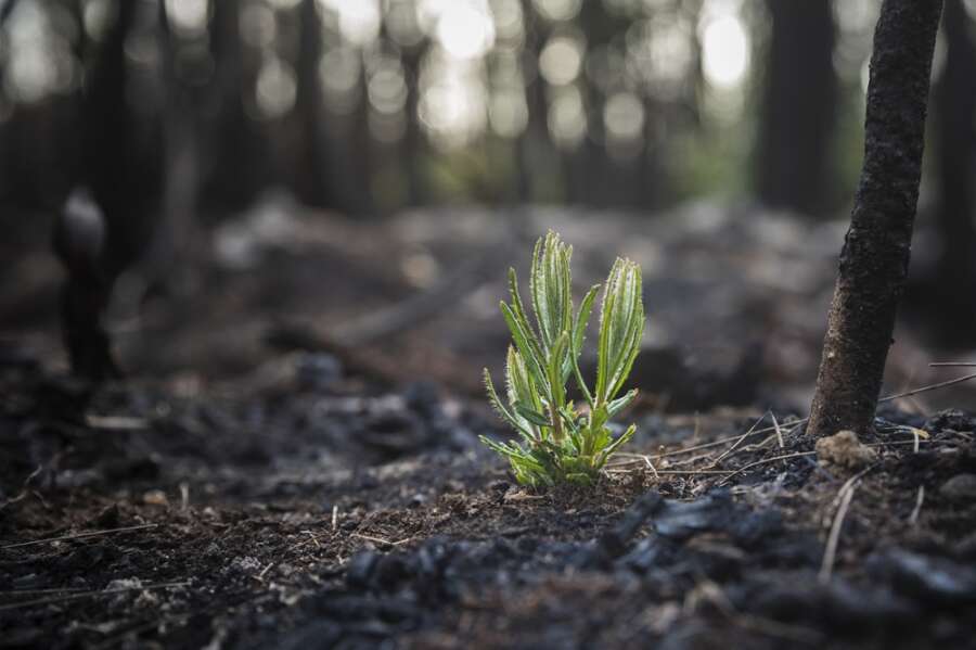 New IPCC-aligned reforestation programme provides carbon offset opportunity for SMEs