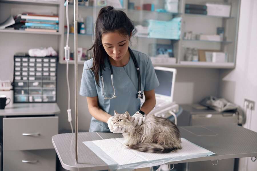 CO-OP INSURANCE’S NEW PET INSURANCE IS NOW AVAILABLE AT QUOTEZONE