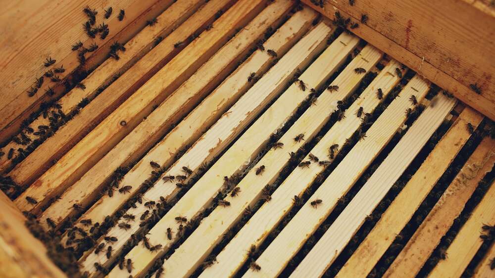 Bee Buzzing Therapy &#038; Stress-Soothing Honey &#8211; The Scottish Bee Company Celebrates Our Sweetest Natural Resource This Mental Health Month
