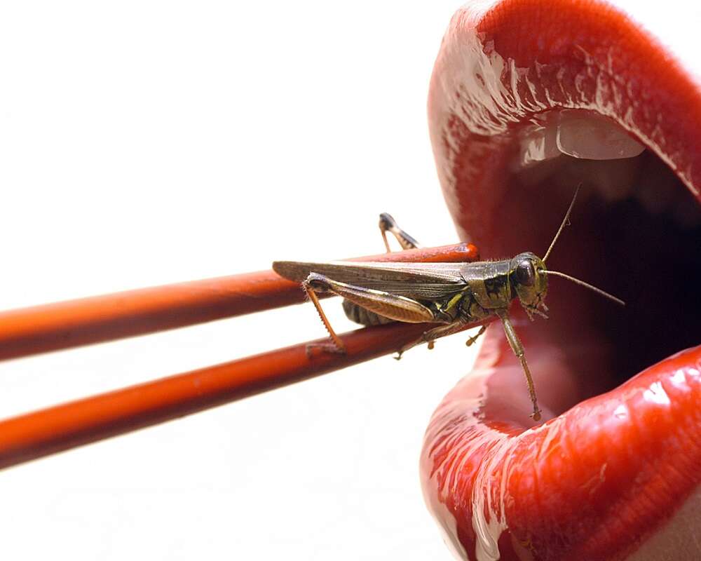 Celebrities can persuade people to eat insects, finds new research