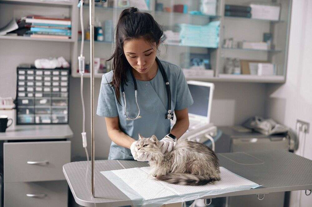 Petpals lands in Crawley to bring premium care to local pets