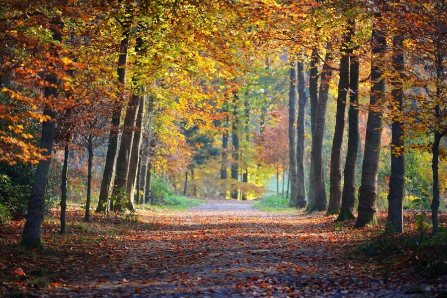 Comment on the Autumn Budget 2021