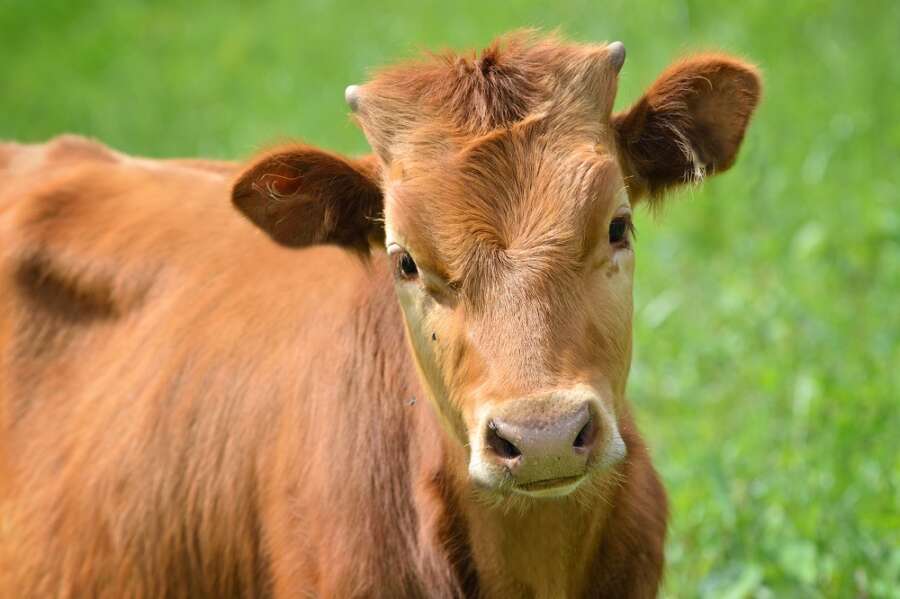 All I want for Christmas is Moooo!