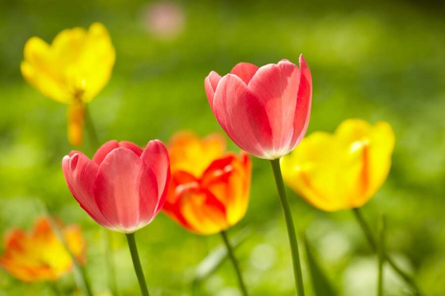 Make Your Skin Bloom This Spring