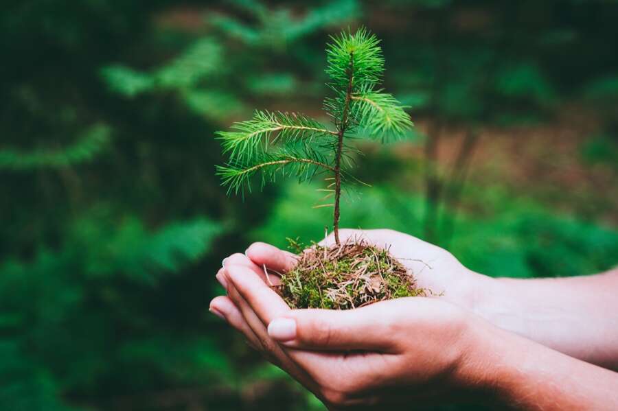 AMS partners with Plant-for-the-Planet to bring back a trillion trees