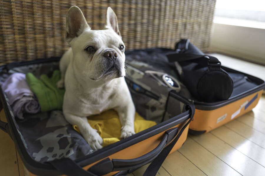 Tewkesbury Park Launches ‘Bow Wow Breakaway’ Dog Package This Spring